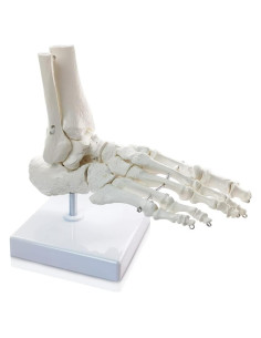 Modelo de Pie Humano Articulado HADWYN 16x22.8 cm Anatomía Médica