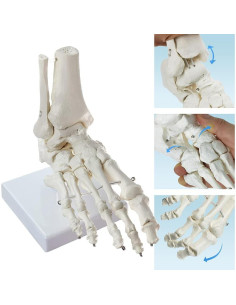 Modelo de Pie Humano Articulado HADWYN 16x22.8 cm Anatomía Médica 2