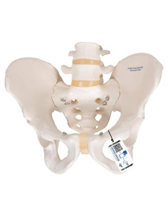 Esqueleto Pélvico Masculino 3B Scientific A60 - Anatomía Inteligente