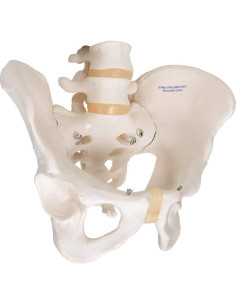 Esqueleto Pélvico Masculino 3B Scientific A60 - Anatomía Inteligente 2