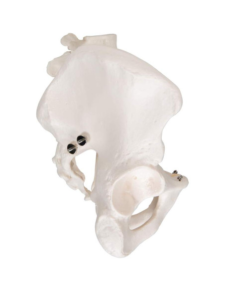 Esqueleto Pélvico Masculino 3B Scientific A60 - Anatomía Inteligente