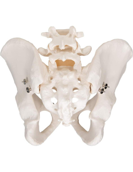 Esqueleto Pélvico Masculino 3B Scientific A60 - Anatomía Inteligente