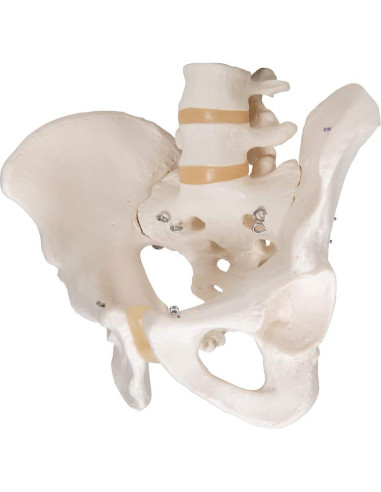 Esqueleto Pélvico Masculino 3B Scientific A60 - Anatomía Inteligente