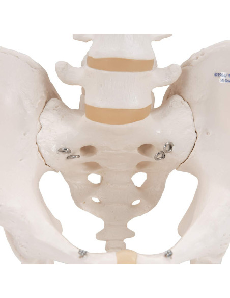 Esqueleto Pélvico Masculino 3B Scientific A60 - Anatomía Inteligente