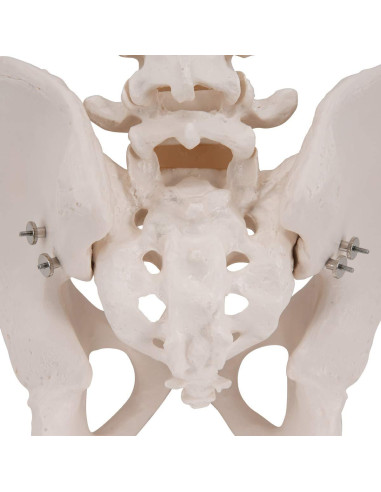 Esqueleto Pélvico Masculino 3B Scientific A60 - Anatomía Inteligente