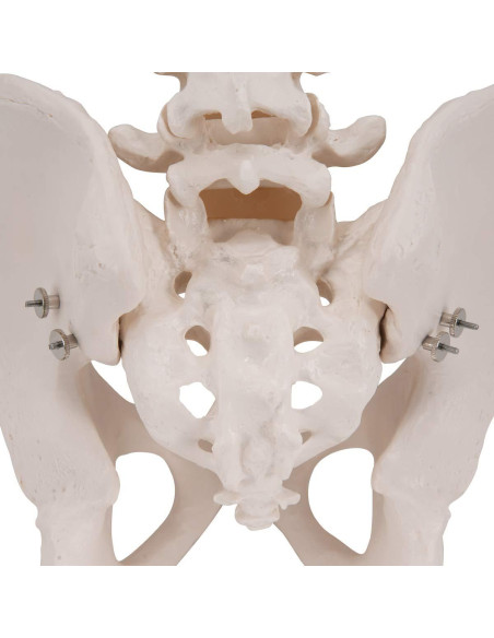 Esqueleto Pélvico Masculino 3B Scientific A60 - Anatomía Inteligente