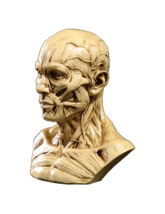 Modelo Humano Portátil Zumllex 10.16 cm Cráneo Anatomía