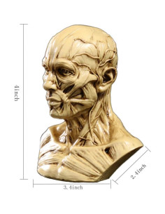 Modelo Humano Portátil Zumllex 10.16 cm Cráneo Anatomía 2