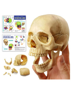 Modelo de Cráneo Humano HADWYN 12.95x11.94cm Didáctico