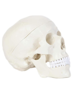 Modelo Anatómico de Cráneo Humano Alikeke 11.4x8.9 cm
