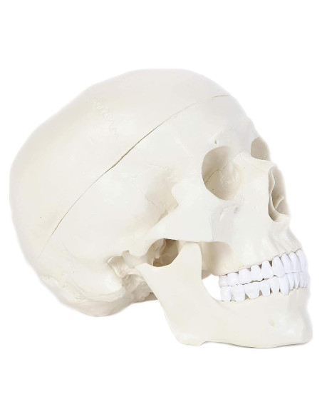 Modelo Anatómico de Cráneo Humano Alikeke 11.4x8.9 cm
