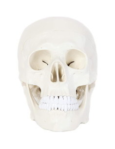 Modelo Anatómico de Cráneo Humano Alikeke 11.4x8.9 cm 2