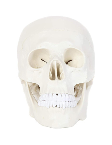 Modelo Anatómico de Cráneo Humano Alikeke 11.4x8.9 cm