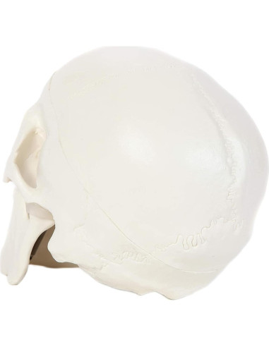 Modelo Anatómico de Cráneo Humano Alikeke 11.4x8.9 cm