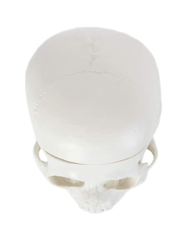 Modelo Anatómico de Cráneo Humano Alikeke 11.4x8.9 cm