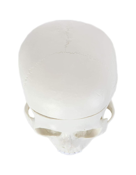 Modelo Anatómico de Cráneo Humano Alikeke 11.4x8.9 cm