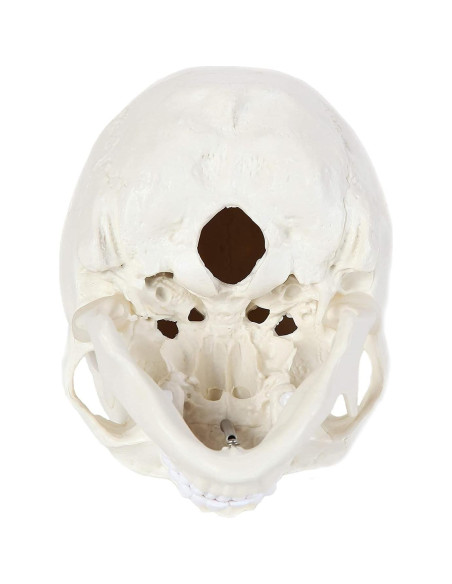 Modelo Anatómico de Cráneo Humano Alikeke 11.4x8.9 cm