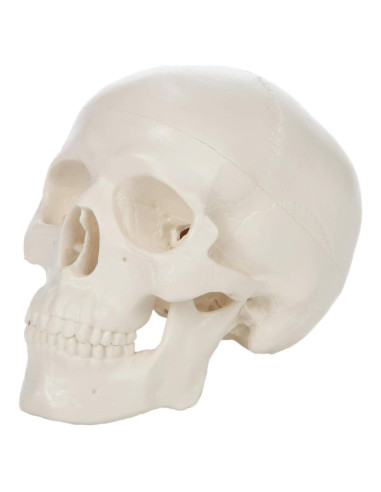 Modelo de Cráneo Miniatura 3 Partes Axis Scientific 10 cm