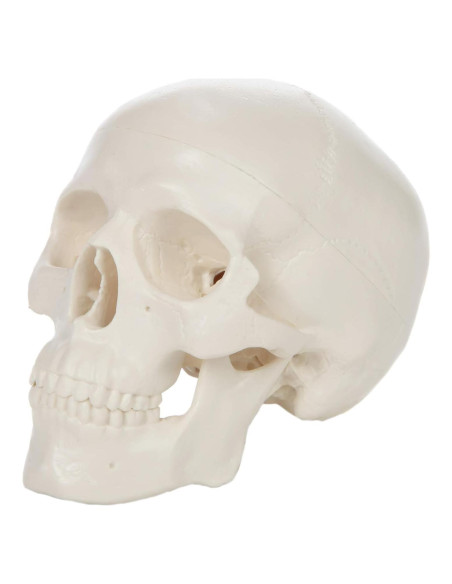 Modelo de Cráneo Miniatura 3 Partes Axis Scientific 10 cm