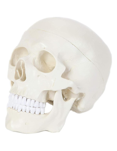 Modelo Anatómico de Cráneo Humano Alikeke 11.4x8.9 cm