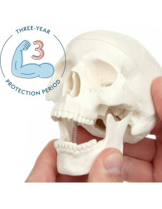 Modelo de Cráneo Miniatura 3 Partes Axis Scientific 10 cm 2