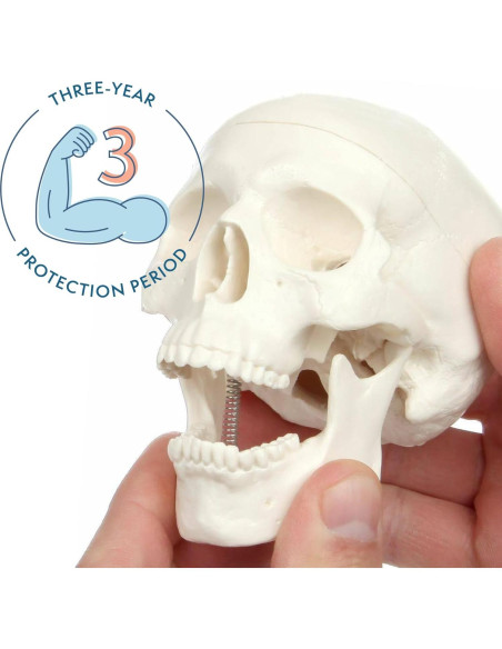 Modelo de Cráneo Miniatura 3 Partes Axis Scientific 10 cm