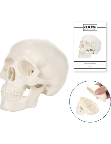 Modelo de Cráneo Miniatura 3 Partes Axis Scientific 10 cm