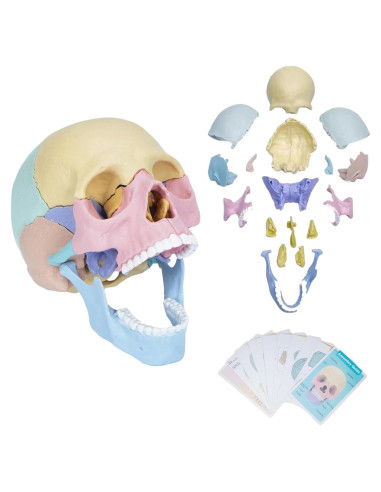 Modelo de Cráneo Humano Desmontable ZITREOXN 17 Piezas