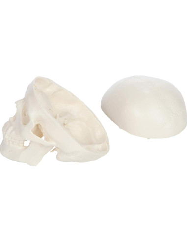 Modelo de Cráneo Miniatura 3 Partes Axis Scientific 10 cm