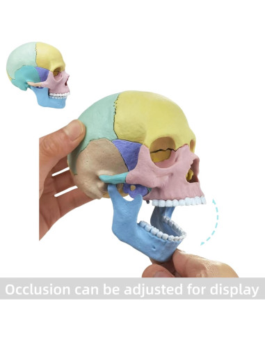 Modelo de Cráneo Humano Desmontable ZITREOXN 17 Piezas