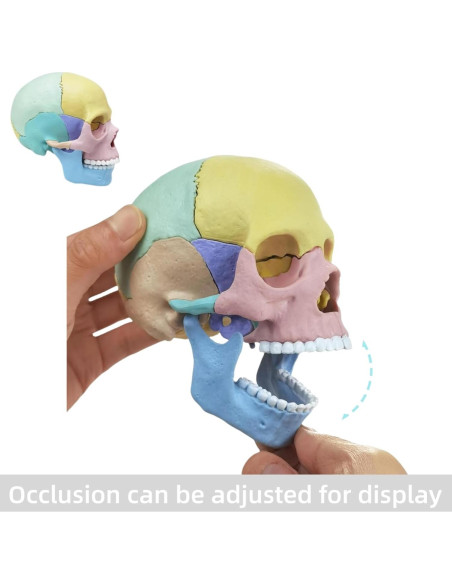 Modelo de Cráneo Humano Desmontable ZITREOXN 17 Piezas