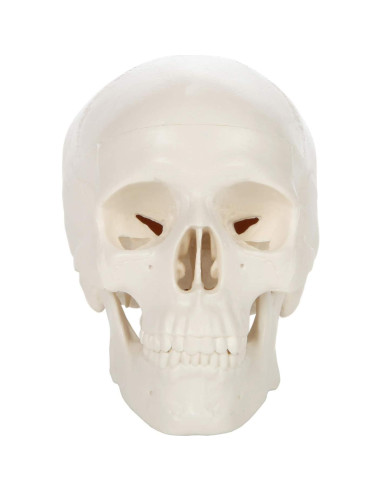 Modelo de Cráneo Miniatura 3 Partes Axis Scientific 10 cm