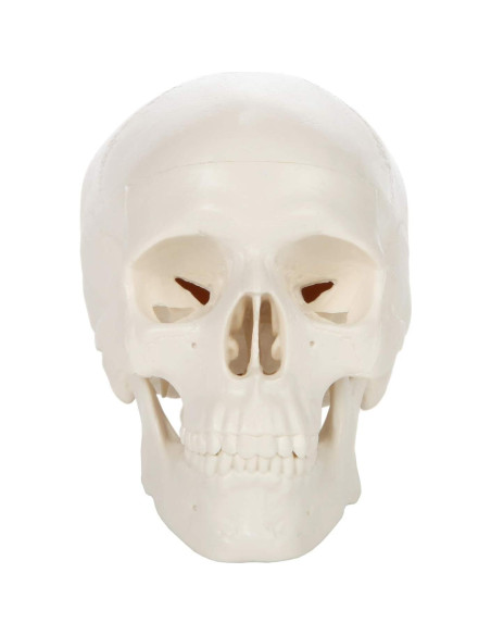 Modelo de Cráneo Miniatura 3 Partes Axis Scientific 10 cm