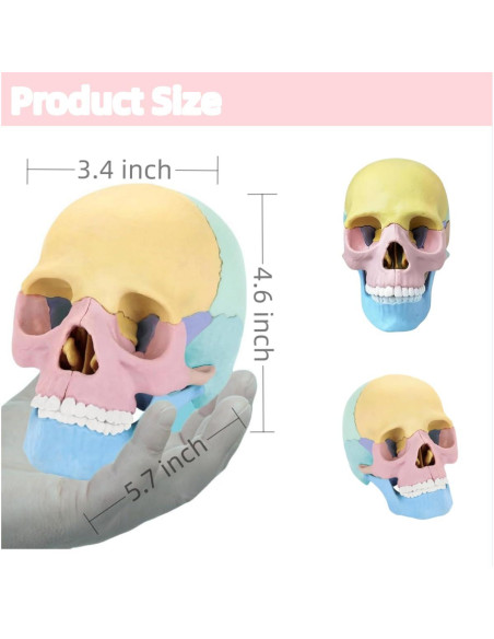 Modelo de Cráneo Humano Desmontable ZITREOXN 17 Piezas