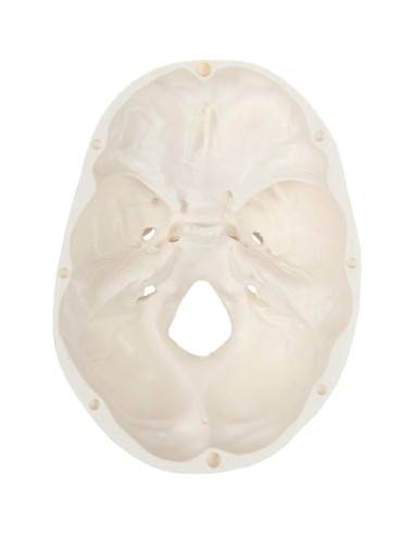 Modelo de Cráneo Miniatura 3 Partes Axis Scientific 10 cm