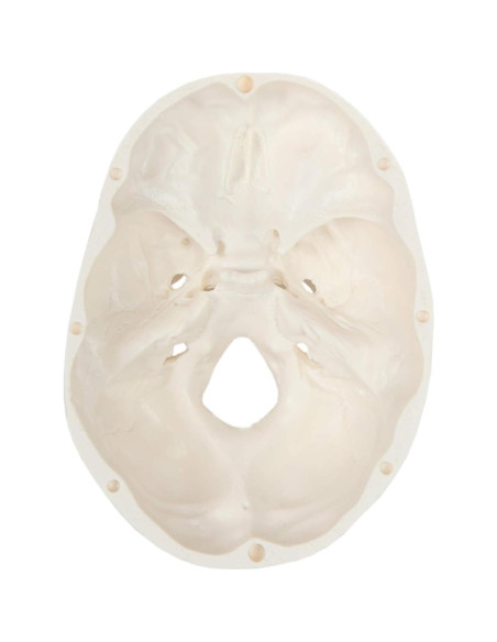 Modelo de Cráneo Miniatura 3 Partes Axis Scientific 10 cm