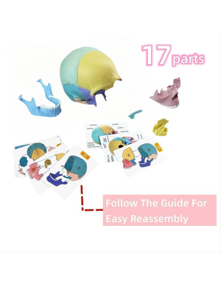 Modelo de Cráneo Humano Desmontable ZITREOXN 17 Piezas