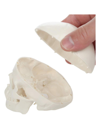 Modelo de Cráneo Miniatura 3 Partes Axis Scientific 10 cm