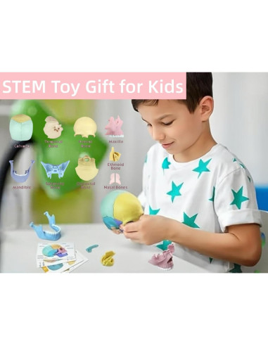 Modelo de Cráneo Humano Desmontable ZITREOXN 17 Piezas