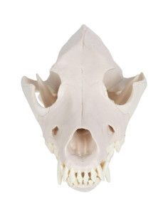 Modelo Cráneo Canino Anatómico Wellden - Tamaño Real PVC 2