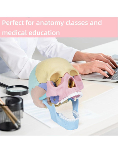 Modelo de Cráneo Humano Desmontable ZITREOXN 17 Piezas