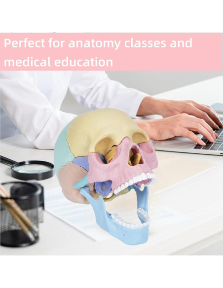 Modelo de Cráneo Humano Desmontable ZITREOXN 17 Piezas