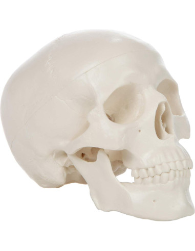 Modelo de Cráneo Miniatura 3 Partes Axis Scientific 10 cm