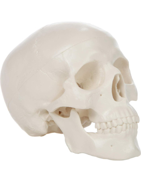 Modelo de Cráneo Miniatura 3 Partes Axis Scientific 10 cm