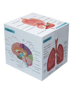 Cubo de Anatomía Humana Aliwovo 9 Partes 9.98cm Estudio