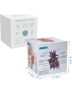 Cubo de Anatomía Humana Aliwovo 9 Partes 9.98cm Estudio 2