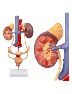 Modelo Anatómico del Sistema Reproductor y Urinario Femenino Evotech Scientific 3 Partes