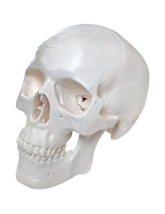 Esqueleto Humano Miniatura Disarticulado Axis Scientific - Modelo Anatómico Detallado 2