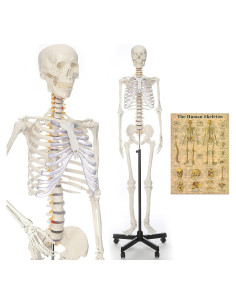Esqueleto Humano RONTEN 180 cm Articulado con Soporte
