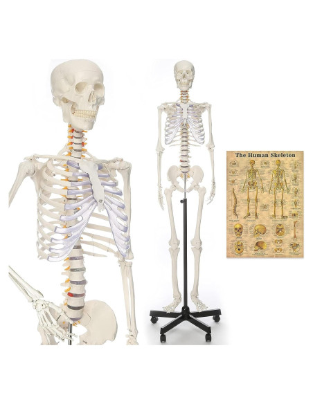 Esqueleto Humano RONTEN 180 cm Articulado con Soporte